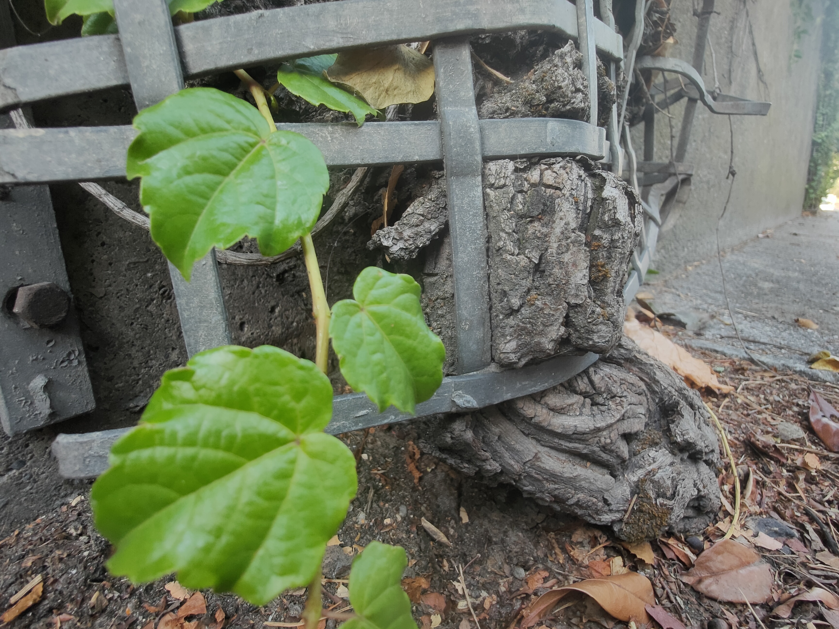 Rama leñosa de una planta trepadora deformando los barrotes de metal de una reja