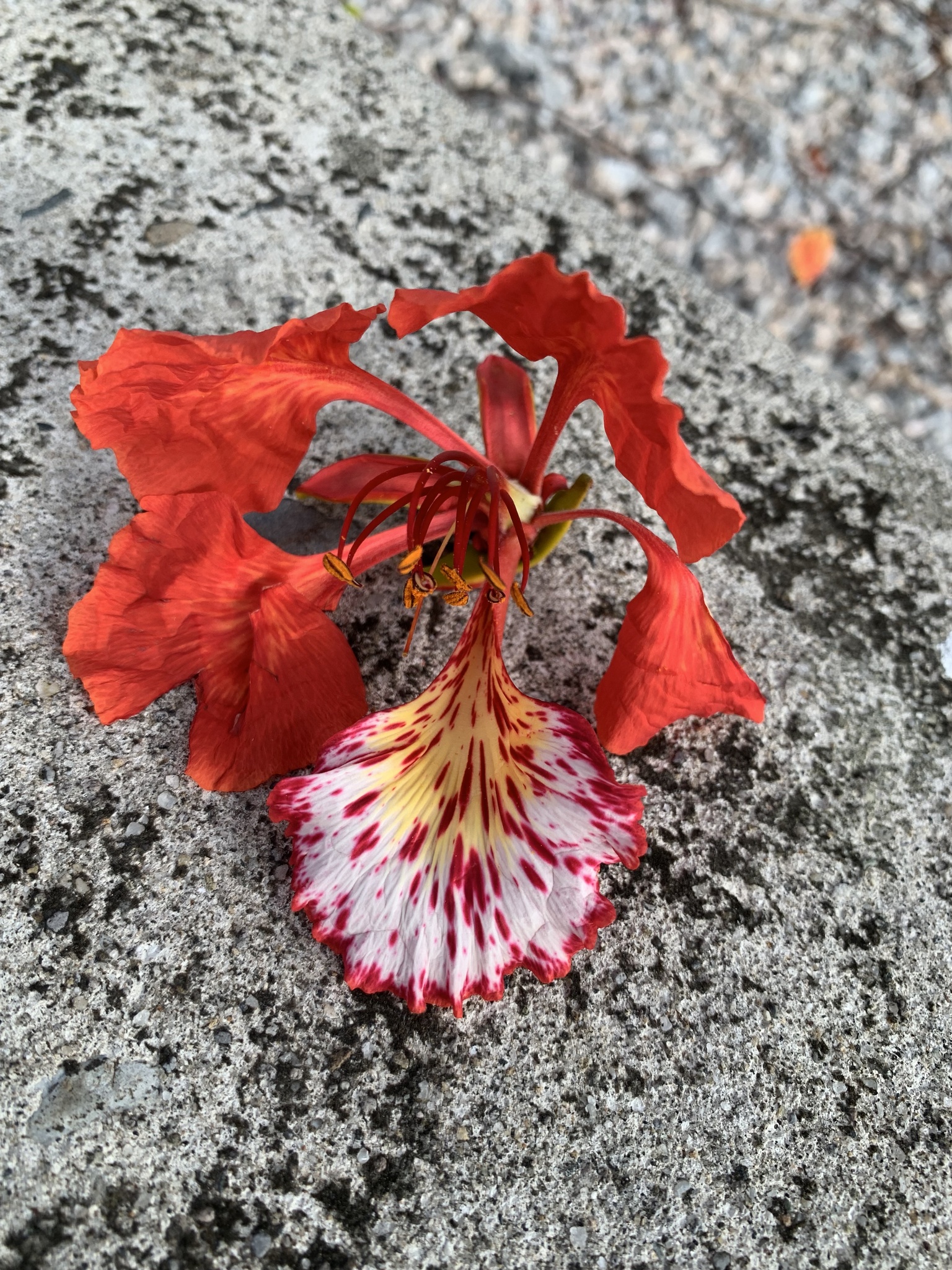 Flor caída de tabachín sobre una banqueta de concreto