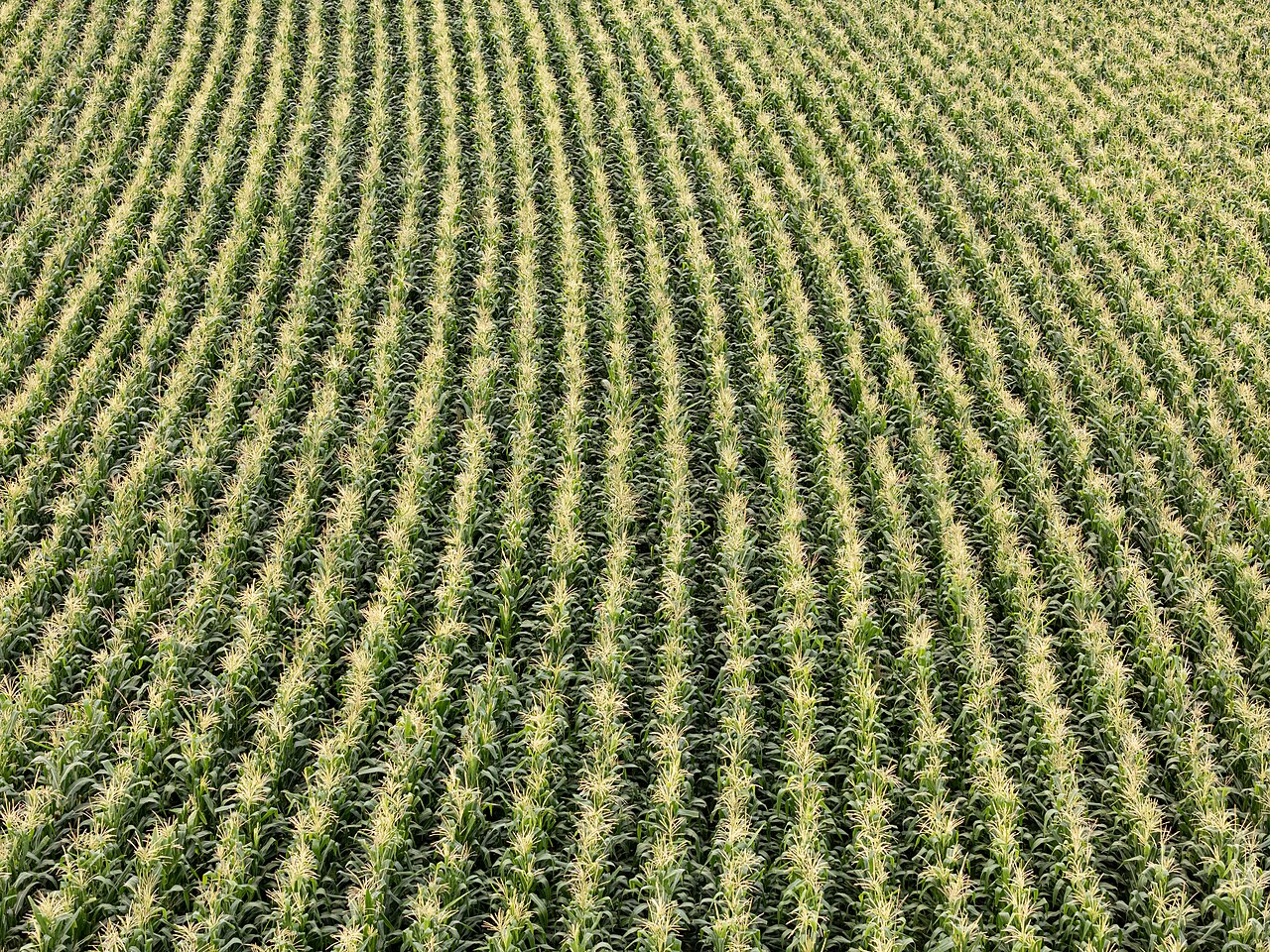 Monocultivo de maíz en Jalisco, México: hileras idénticas hasta el horizonte