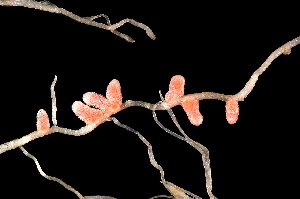 Nódulos rosados en las raíces de una leguminosa