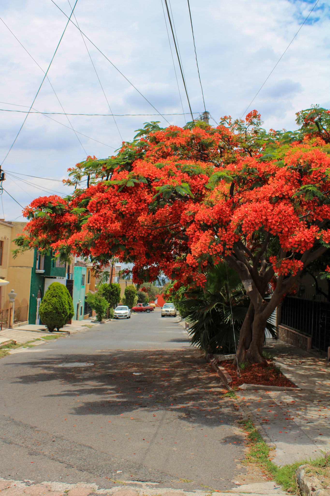 Tabachín en flor cubriendo una calle jalisciense, con casas de colores y cables cruzados